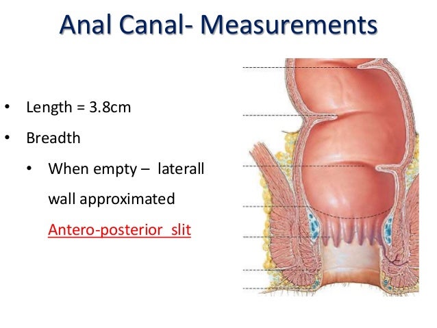 rectum and anal canal 3-2-2 lesbian scenes